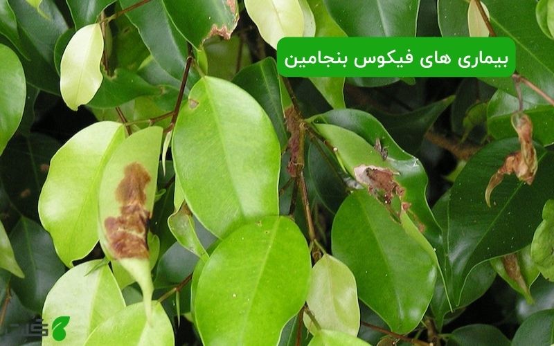 بیماری های فیکوس بنجامین