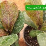 بیماری های فیکوس لیراتا