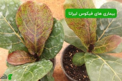 بیماری های فیکوس لیراتا