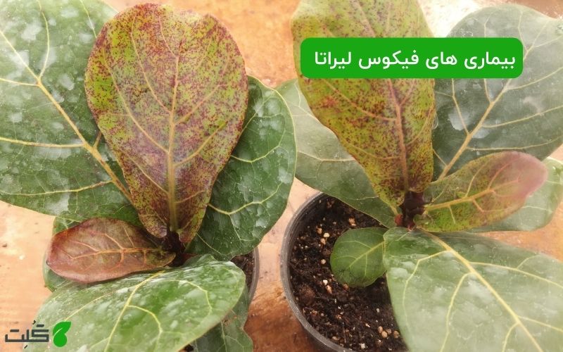 بیماری های فیکوس لیراتا