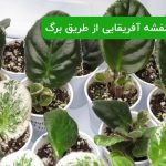 تکثیر بنفشه آفریقایی از طریق برگ