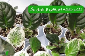 تکثیر بنفشه آفریقایی از طریق برگ