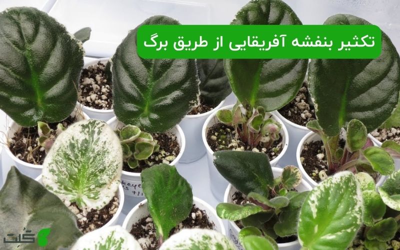 تکثیر بنفشه آفریقایی از طریق برگ