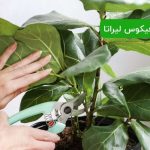 تکثیر فیکوس لیراتا