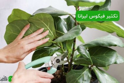 تکثیر فیکوس لیراتا