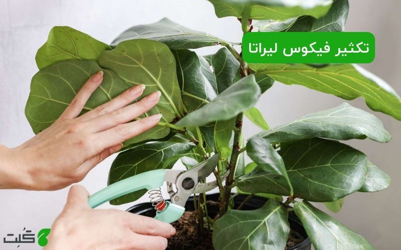 تکثیر فیکوس لیراتا