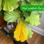 زرد شدن برگ فیکوس لیراتا