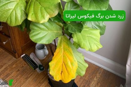 زرد شدن برگ فیکوس لیراتا