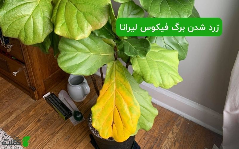 زرد شدن برگ فیکوس لیراتا