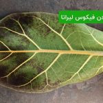 سیاه شدن برگ های فیکوس لیراتا