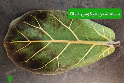 سیاه شدن برگ های فیکوس لیراتا