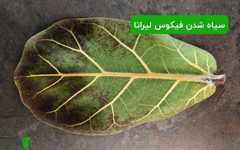 سیاه شدن برگ های فیکوس لیراتا