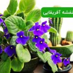 طرز تهیه خاک بنفشه آفریقایی