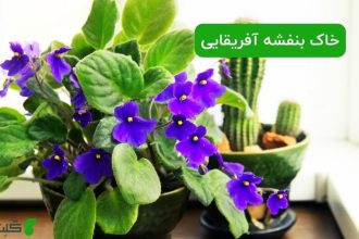 طرز تهیه خاک بنفشه آفریقایی