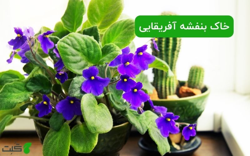 طرز تهیه خاک بنفشه آفریقایی