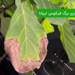 علت نوک سوزی برگ فیکوس لیراتا