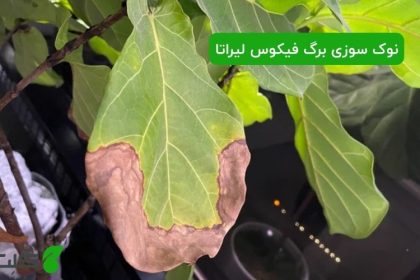 علت نوک سوزی برگ فیکوس لیراتا