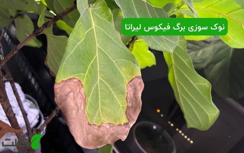 علت نوک سوزی برگ فیکوس لیراتا