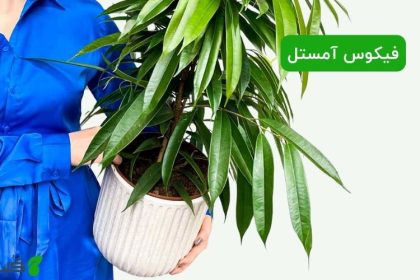 فیکوس آمستل