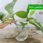 قلمه زدن فیکوس لیراتا