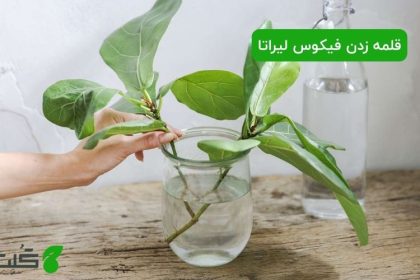 قلمه زدن فیکوس لیراتا