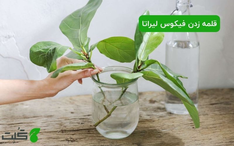 قلمه زدن فیکوس لیراتا