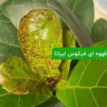 لکه های قهوه ای روی برگ های فیکوس لیراتا