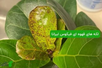 لکه های قهوه ای روی برگ های فیکوس لیراتا