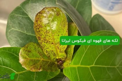 لکه های قهوه ای روی برگ های فیکوس لیراتا