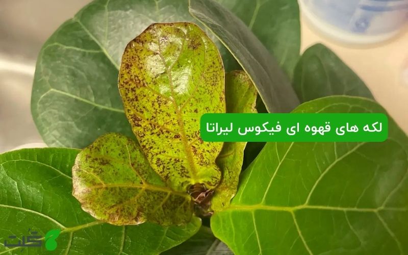 لکه های قهوه ای روی برگ های فیکوس لیراتا