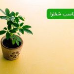کود مناسب شفلرا
