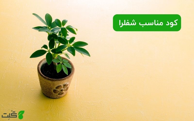 کود مناسب شفلرا