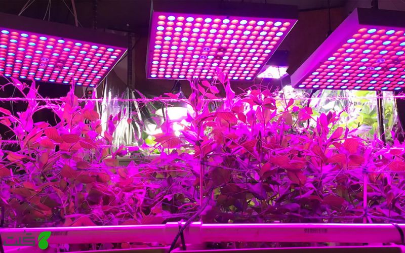تاثیر اشعه UV بر رشد گیاه