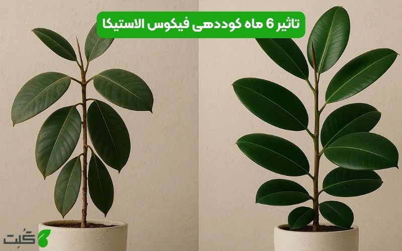 کوددهی فیکوس الاستیکا