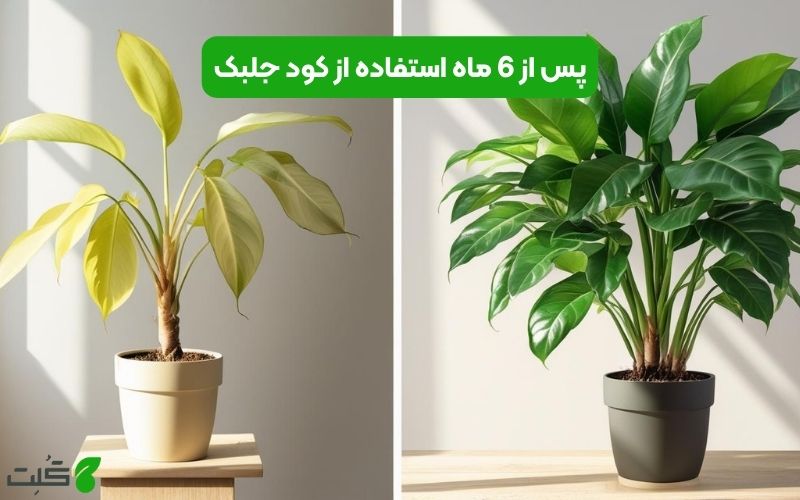 کود جلبک دریایی برای دیفن باخیا