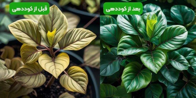 کوددهی فیکوس الاستیکا