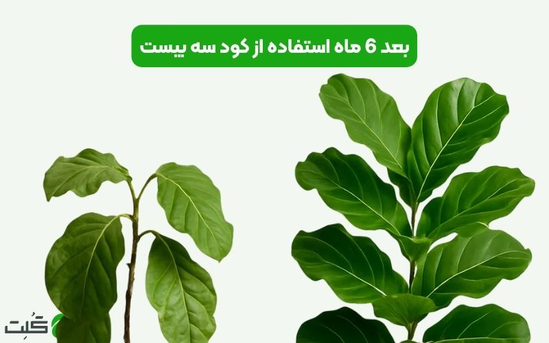 کود سه بیست برای برگ انجیری 