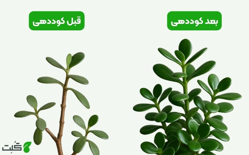 نحوه کوددهی کراسولا 