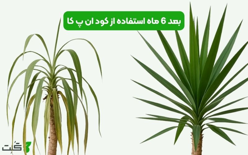 کود npk برای یوکا