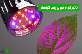 تاثیر انواع نور بر رشد گیاهان