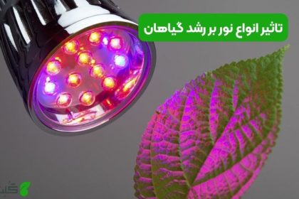 تاثیر انواع نور بر رشد گیاهان
