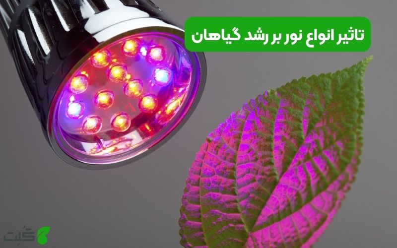 تاثیر انواع نور بر رشد گیاهان | من به چه رنگ نور رشد نیاز دارم؟