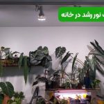 ساخت نور رشد در خانه