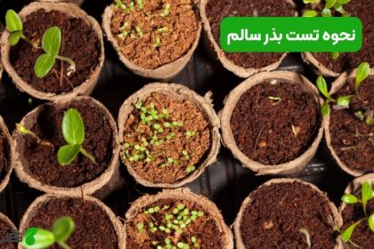 نحوه تست بذر سالم
