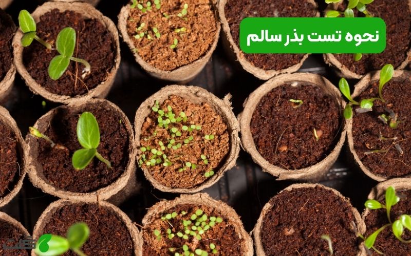 نحوه تست بذر سالم
