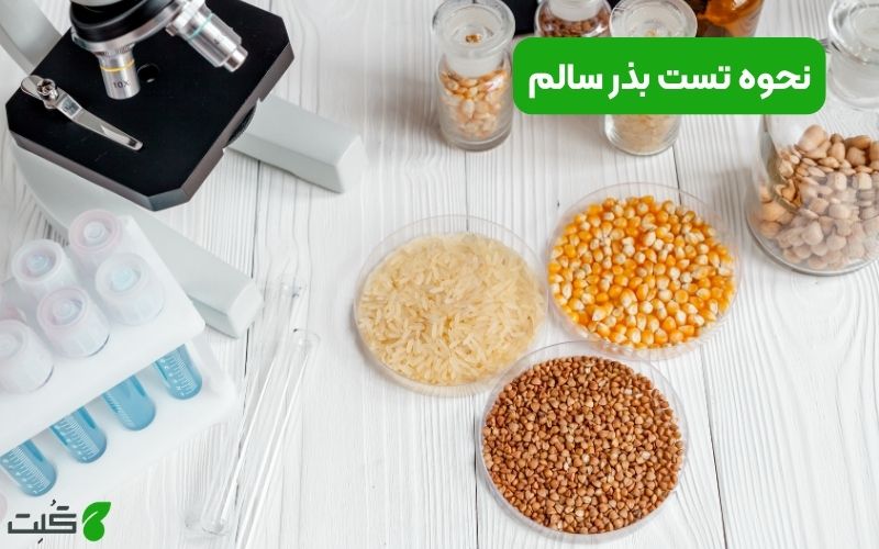 نحوه تست بذر سالم | از کجا بفهمم بذر سالم است؟
