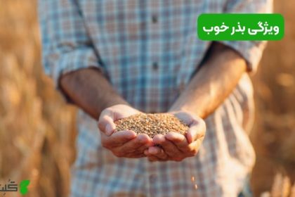 ویژگی بذر خوب