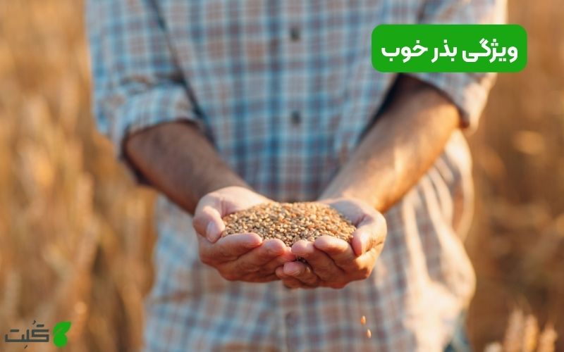 ویژگی بذر خوب