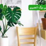 کوددهی برگ انجیری