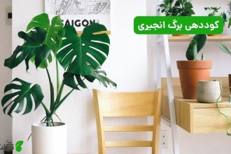 کوددهی برگ انجیری
